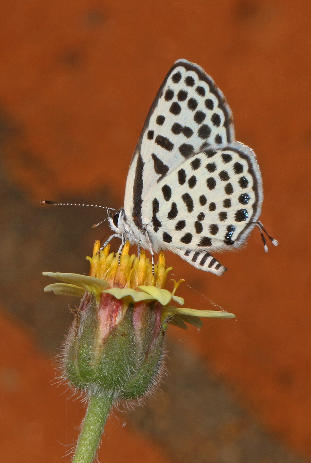 Sybaris