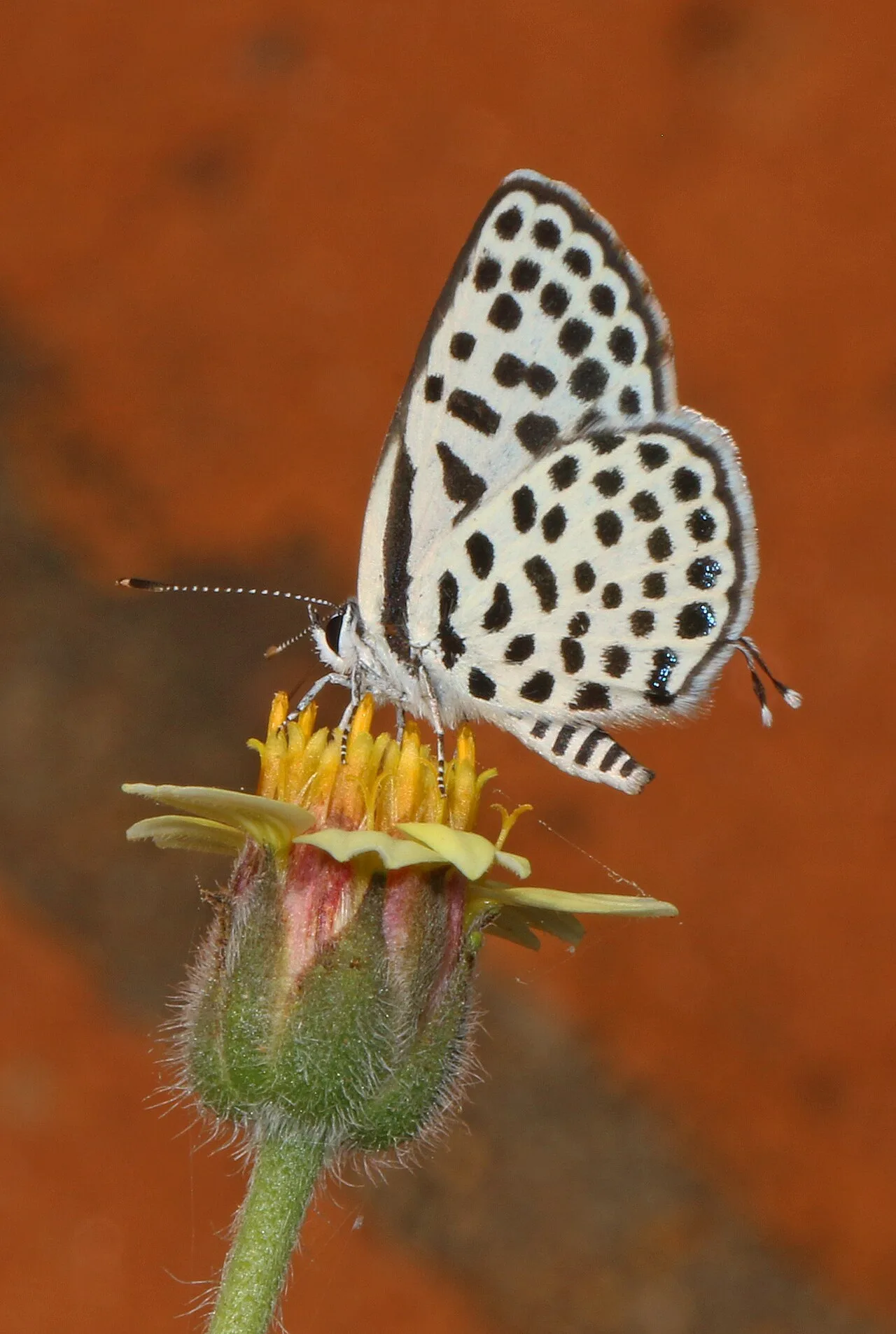 Sybaris
